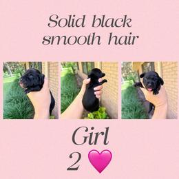 Raven - Black female Dachshund puppy in Pierson, Florida from Paige’s Mini Dachshunds