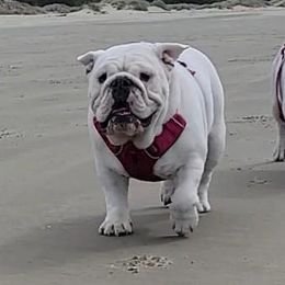 Bulldogs from Jennifer May's Bulldogs