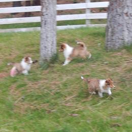 Shetland Sheepdog All Grown Up from mvshelties