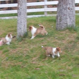 Shetland Sheepdog All Grown Up from mvshelties