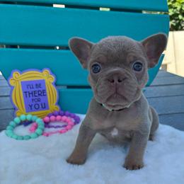 Phoebe - Tricolors female French Bulldog puppy in South Bend, Indiana from Furever Faithful Frenchies LLC