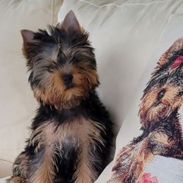 Yorkshire Terrier Puppies from Narnian Yorkies