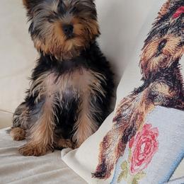 Yorkshire Terrier Puppies from Narnian Yorkies