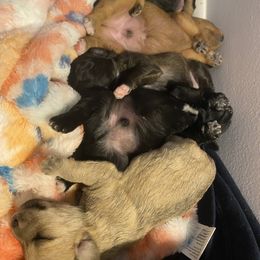 Schnoodle Puppies from Noodle Tings Puppies