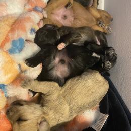 Schnoodle Puppies from Noodle Tings Puppies