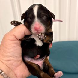 Violet collar girl - Tri-color female Bernedoodle puppy in Lake, Michigan from 3 King Doodles & Poodles