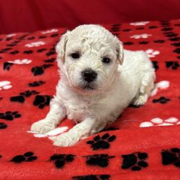 Milo - orange collar - White male Bichon Frise puppy in 63101 (St. Louis Metro Area), Missouri from BichonSTL