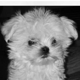 French Bulldog, Maltese, Poodle, and Yorkshire Terrier Puppies from Silver Lining