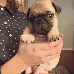 Boy 4 - Fawn male Pug puppy in Marshville, North Carolina from adorable pug puppies