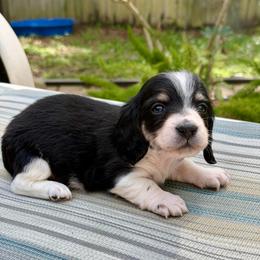 Boy 3 - Piebald male Dachshund puppy in Jacksonville, Florida from Little Lords & Ladies Dachshunds