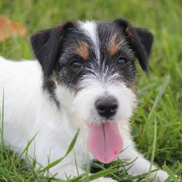 Fiona  - Russell Terrier