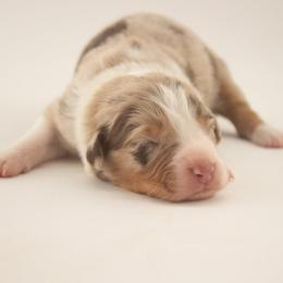 Peep - Red merle female Australian Shepherd puppy in Placerville, California from BFF Aussies