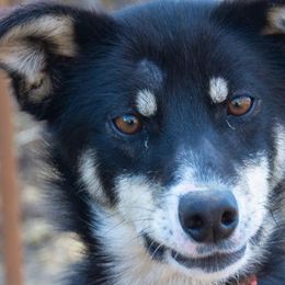 Alaskan Huskies and Border Collies from Fun On The Run Kennel
