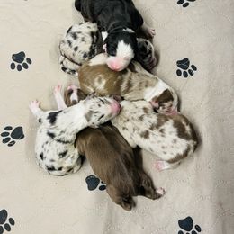 Border Collie Puppies from SoCal Border Collies