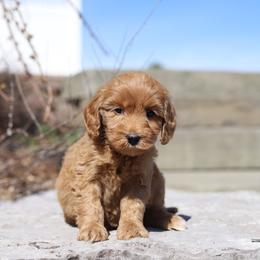 Purple - Red female Australian Labradoodle puppy in Williamstown, New York from Lewis Manor Labradoodles