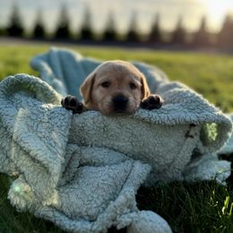 Labrador Retriever Puppies from Buena Vista Labradors