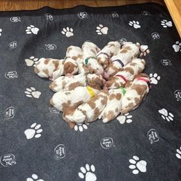 Boy 3 - Orange and white male Brittany puppy in Moseley, Virginia from Brier Ridge Kennels & Outfitters