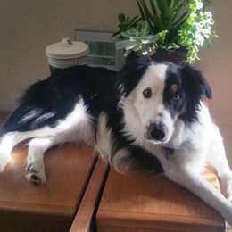 Border Collies from AWE Border Collies