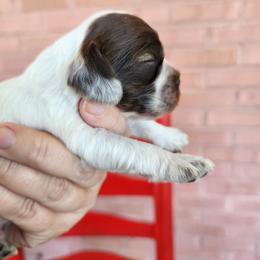 AKC Snoopy ( brown sable Roan ) - Brown roan and tan male Cocker Spaniel puppy in New Market, Tennessee from Down in the Holler