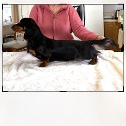 Jack - Dachshund