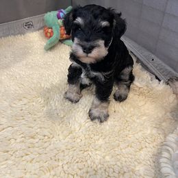 Miniature Schnauzer Puppies from Black Gold Miniature Schnauzers
