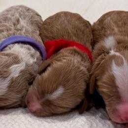 Red - m - Red  male Goldendoodle puppy in Ruthorfordton, North Carolina from Duncan Doodles Goldendoodles