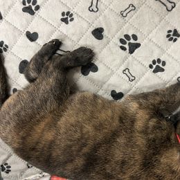 Dutch Shepherd Puppies from Stone Age K9