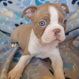 Boston Terrier Puppies from SB Bostons