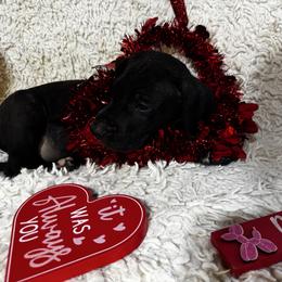Silver Collar Male - Black and white male Great Dane puppy in Wimberley, Texas from Heart of Texas Great Danes