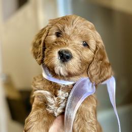 White Male - Apricot male Goldendoodle puppy in Great Falls, Montana from Montana Goldendoodles