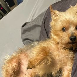 Yorkshire Terriers from Heather’s Yorkies