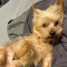 Yorkshire Terriers from Heather’s Yorkies
