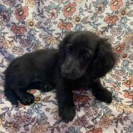 Boy 1 - Black male Dachshund puppy in Vinton, Iowa from Lerch Family Dachshunds