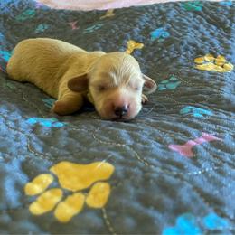 Hay ride - Cream male Dachshund puppy in Wolf Lake, Indiana from Canisteo Dachshunds