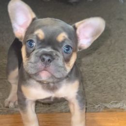 French Bulldog puppies from Uptop bulls kennel