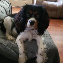 Sage - Cavalier King Charles Spaniel