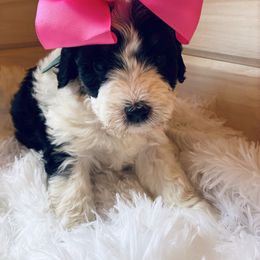 Petoskey (Mini) - Tri-color female Bernedoodle puppy in Allegan, Michigan from Sand Creek Bernedoodles