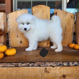 Black - White male Samoyed puppy in Salem, Utah from Happy Valley Sammies