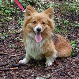 Clover - Pembroke Welsh Corgi