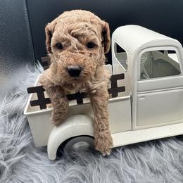 Orange collar - Red  male Poodle puppy in Fredericktown, Missouri from Ellie & Co. Doodles