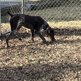 Padme - German Shorthaired Pointer
