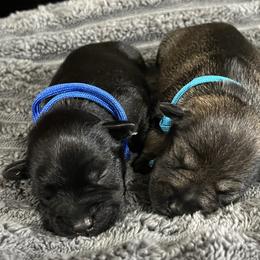 Patrick - Salt and pepper male Miniature Schnauzer puppy in Dawson, Georgia from Faith Farm Miniature Schnauzers