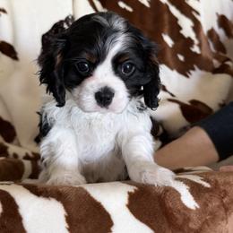 Stacy - Tri-color female Cavalier King Charles Spaniel puppy in Lula, Georgia from Cavaliers by Crumley