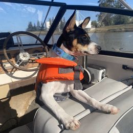 Rat Terrier All Grown Up from So Co Rat Terriers