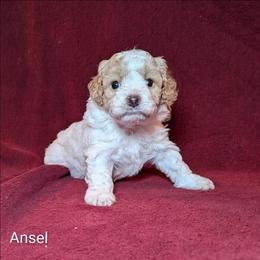 Georgia - Red and white female Cockapoo puppy in Sunset, Louisiana from Cano Cockapoos