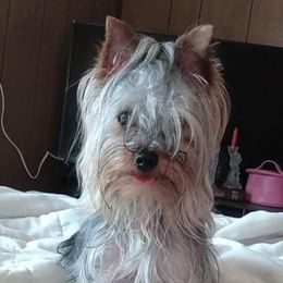 Bozy - Yorkshire Terrier