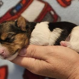 Teddy - Parti male Yorkshire Terrier puppy in Plainwell, Michigan from Preuss Puppies