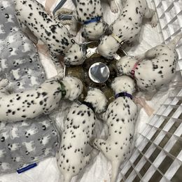 Dalmatian Puppies from Blue Moon Dalmatians