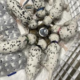 Dalmatian Puppies from Blue Moon Dalmatians