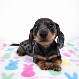 Black and tan dapple female 2 - Dapple female Dachshund puppy in Belle Rive, Illinois from Akin's Miniature Dachshunds, LLC